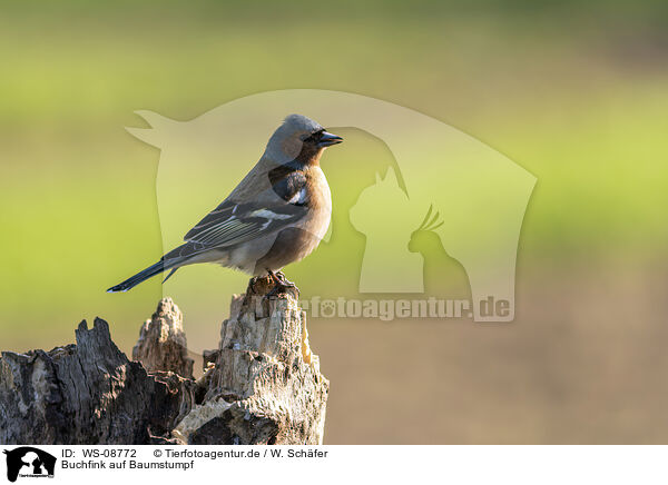 Buchfink auf Baumstumpf / Chaffinch on tree stump / WS-08772