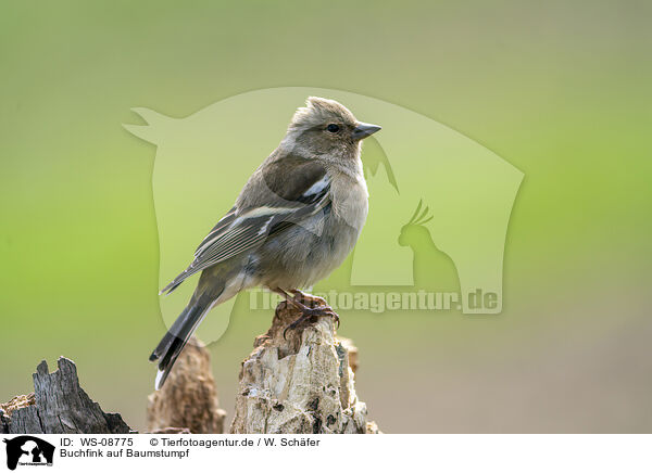 Buchfink auf Baumstumpf / Chaffinch on tree stump / WS-08775