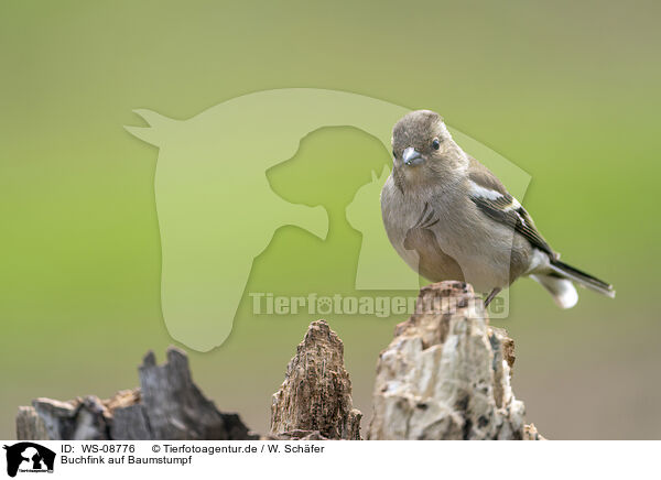 Buchfink auf Baumstumpf / Chaffinch on tree stump / WS-08776