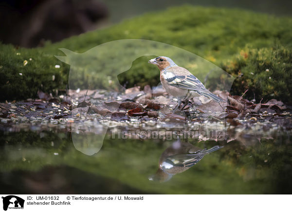 stehender Buchfink / standing Chaffinch / UM-01632