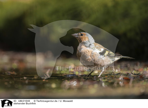 stehender Buchfink / standing Chaffinch / UM-01646