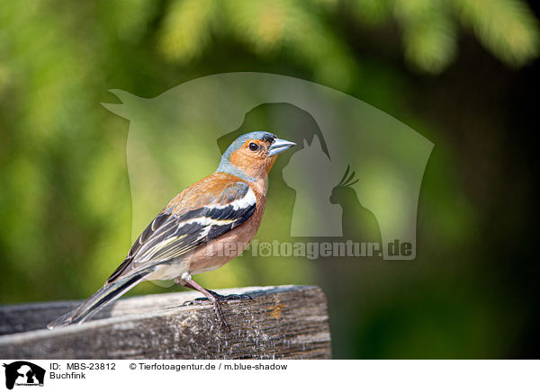 Buchfink / common chaffinch / MBS-23812