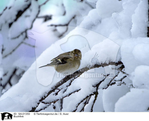 Buchfink / common chaffinch / SA-01350