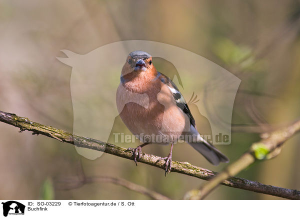 Buchfink / common chaffinch / SO-03229