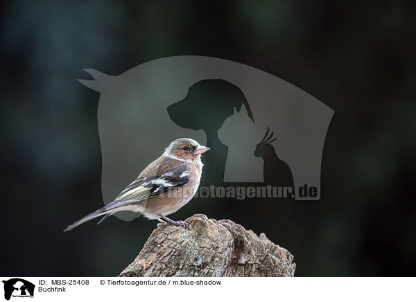 Buchfink / chaffinch / MBS-25408