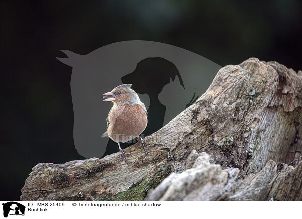 Buchfink / chaffinch / MBS-25409