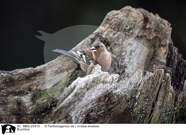 Buchfink / chaffinch / MBS-25410