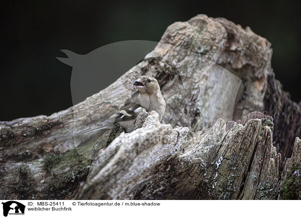 weiblicher Buchfink / female chaffinch / MBS-25411