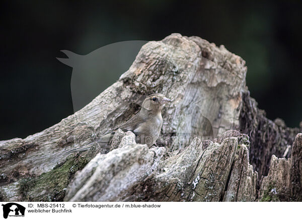 weiblicher Buchfink / female chaffinch / MBS-25412