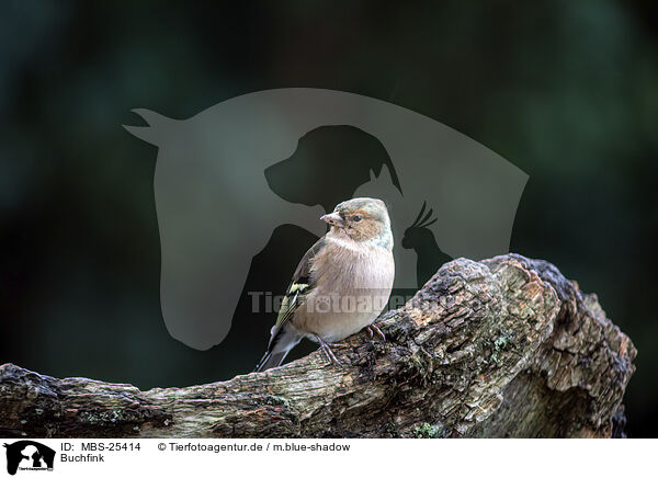 Buchfink / chaffinch / MBS-25414