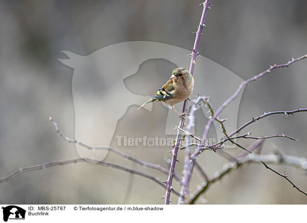 Buchfink / common chaffinch / MBS-25787