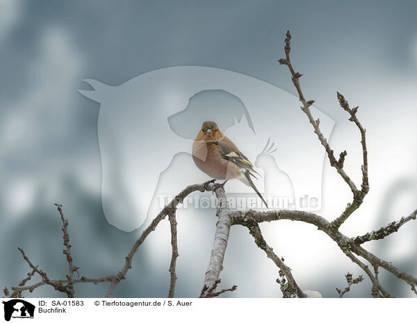 Buchfink / common chaffinch / SA-01583