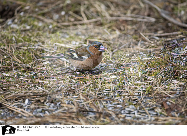 Buchfink / common chaffinch / MBS-26797