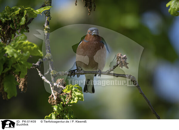 Buchfink / common chaffinch / PK-01409