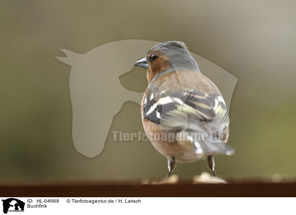 Buchfink / chaffinch / HL-04668