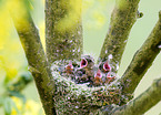 Buchfinken Nest