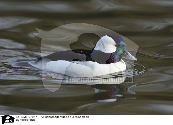 Bffelkopfente / bufflehead duck / DMS-07947