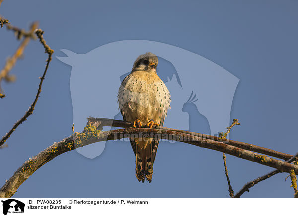 sitzender Buntfalke / sitting American Kestrel / PW-08235