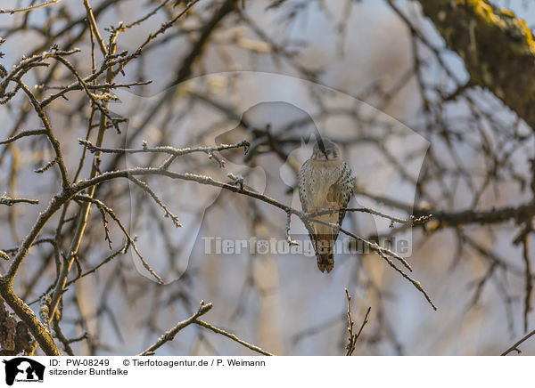 sitzender Buntfalke / PW-08249