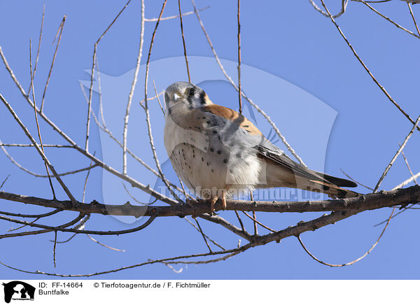 Buntfalke / American kestrel / FF-14664