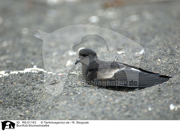 Buntfu-Sturmschwalbe / European storm-petrel / RS-01163