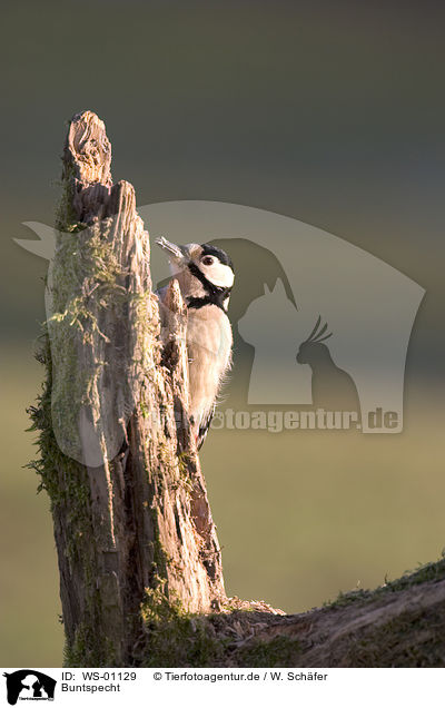 Buntspecht / great spotted woodpecker / WS-01129
