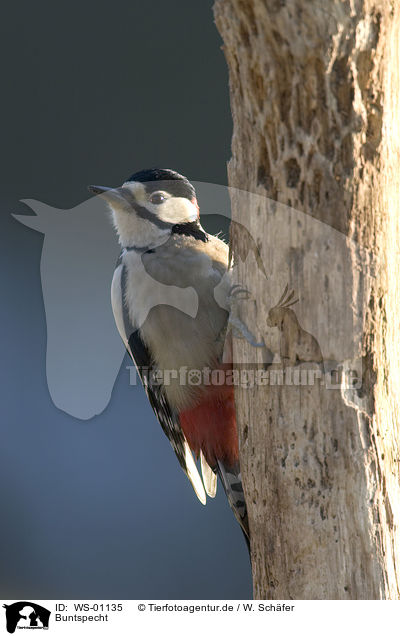 Buntspecht / great spotted woodpecker / WS-01135