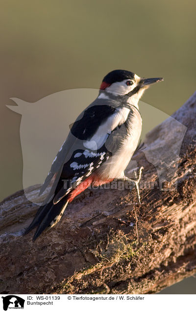 Buntspecht / great spotted woodpecker / WS-01139