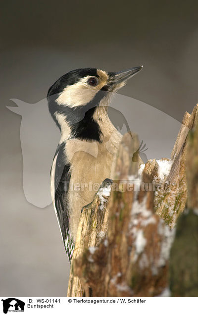 Buntspecht / great spotted woodpecker / WS-01141