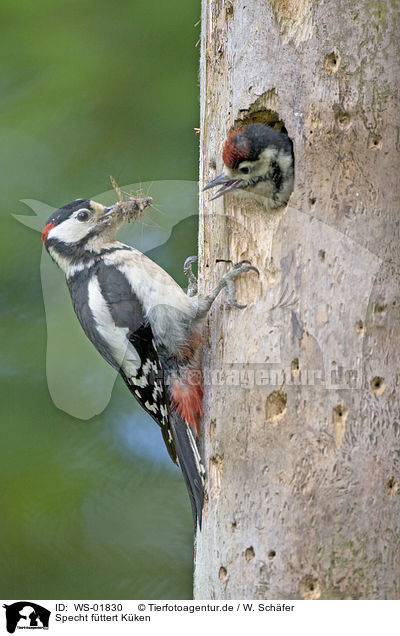 Specht fttert Kken / woodpecker feeds fledgling / WS-01830