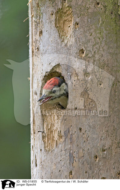 junger Specht / young woodpecker / WS-01855