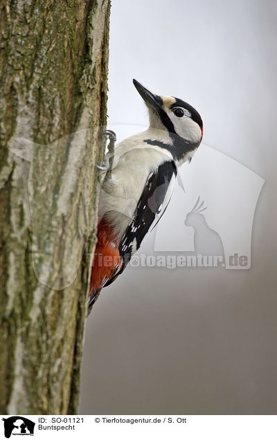 Buntspecht / great spotted woodpecker / SO-01121