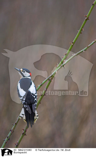 Buntspecht / great spotted woodpecker / MAZ-01080