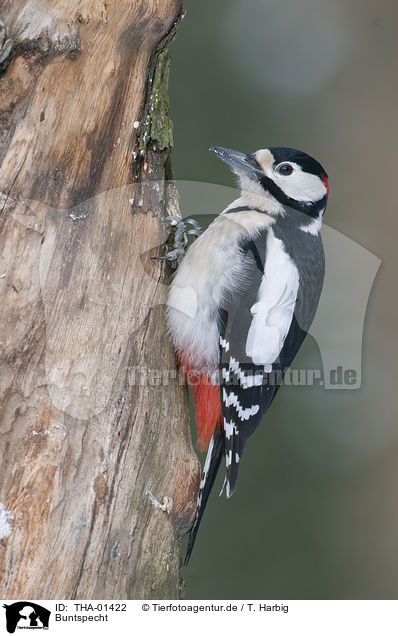 Buntspecht / great spotted woodpecker / THA-01422
