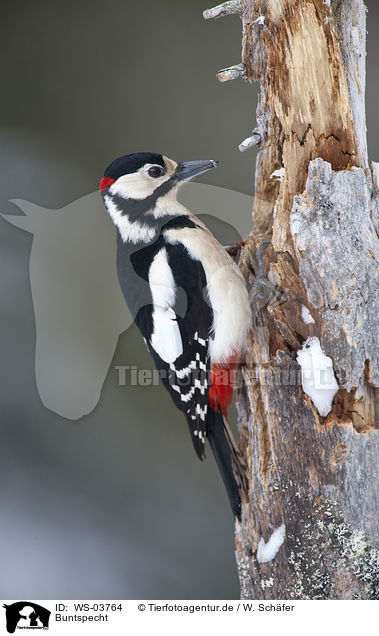 Buntspecht / great spotted woodpecker / WS-03764