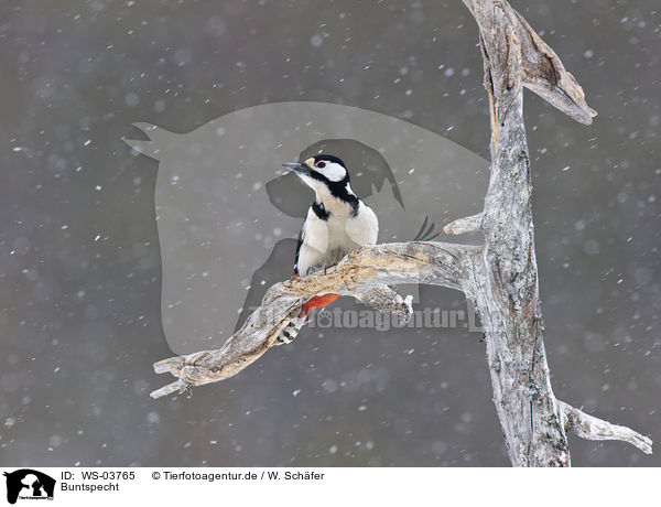 Buntspecht / great spotted woodpecker / WS-03765