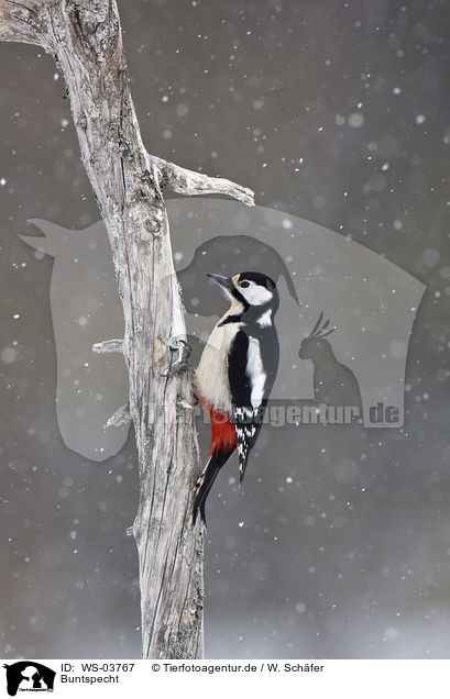 Buntspecht / great spotted woodpecker / WS-03767