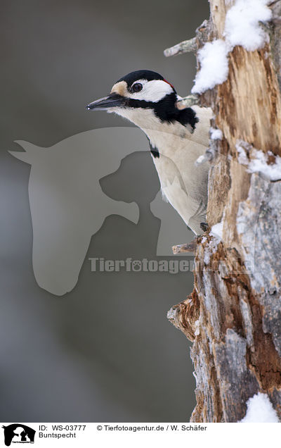 Buntspecht / great spotted woodpecker / WS-03777