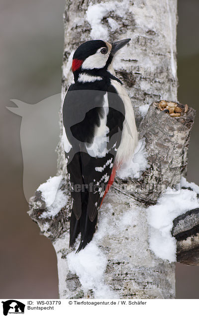 Buntspecht / great spotted woodpecker / WS-03779