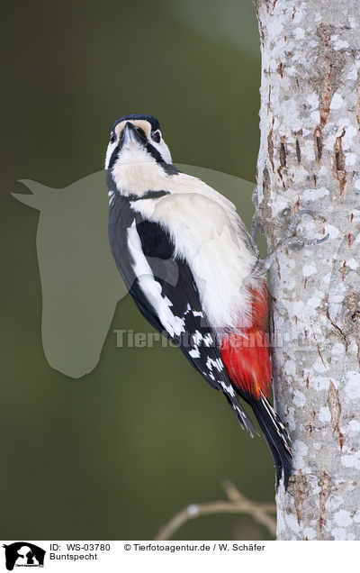Buntspecht / great spotted woodpecker / WS-03780
