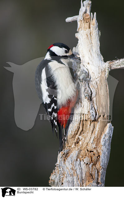 Buntspecht / great spotted woodpecker / WS-03782
