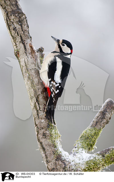 Buntspecht / great spotted woodpecker / WS-04303
