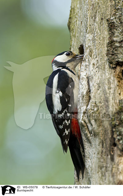 Buntspecht / great spotted woodpecker / WS-05078