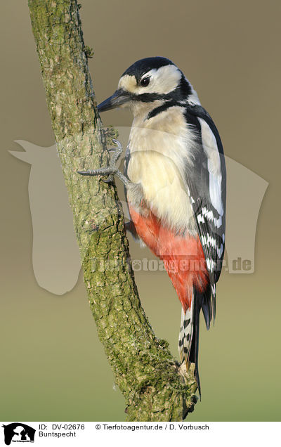 Buntspecht / great spotted woodpecker / DV-02676