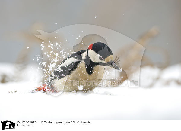 Buntspecht / DV-02679