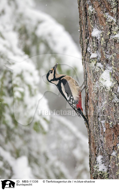 Buntspecht / great spotted woodpecker / MBS-11336