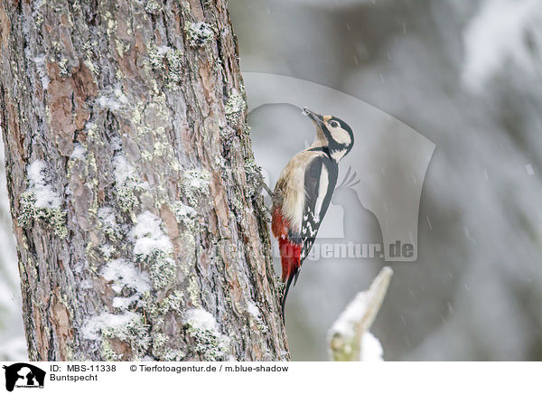 Buntspecht / great spotted woodpecker / MBS-11338