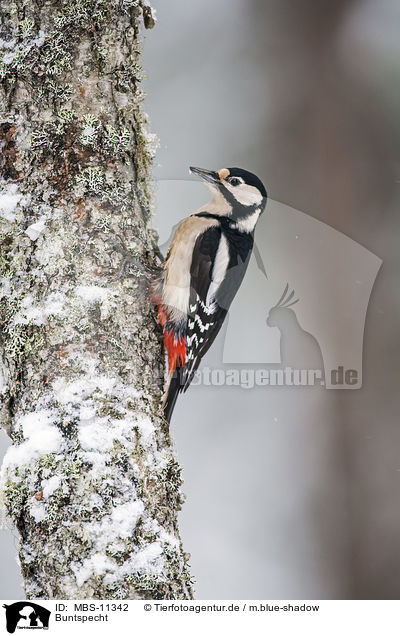 Buntspecht / great spotted woodpecker / MBS-11342
