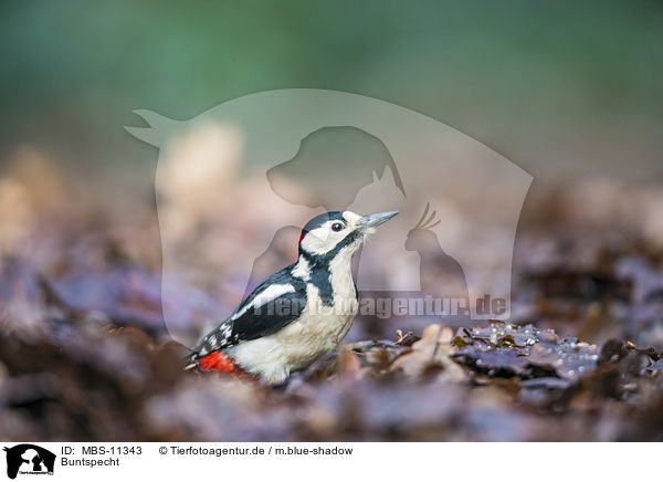 Buntspecht / great spotted woodpecker / MBS-11343