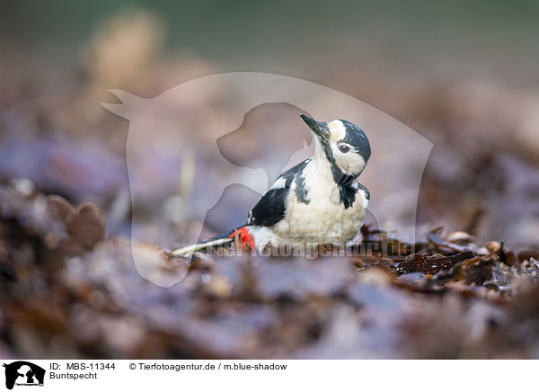 Buntspecht / great spotted woodpecker / MBS-11344